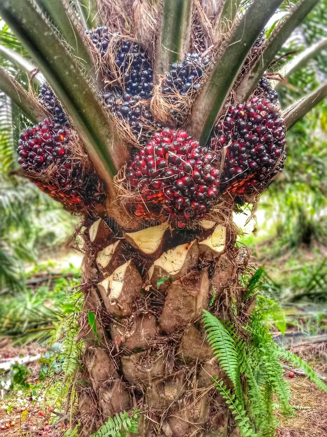 Palm Fruit